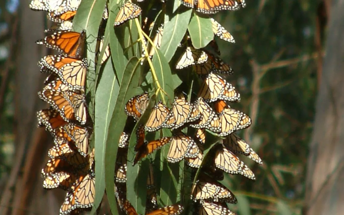 Moran Lake Monarch Butterfly Habitat Sierra Club